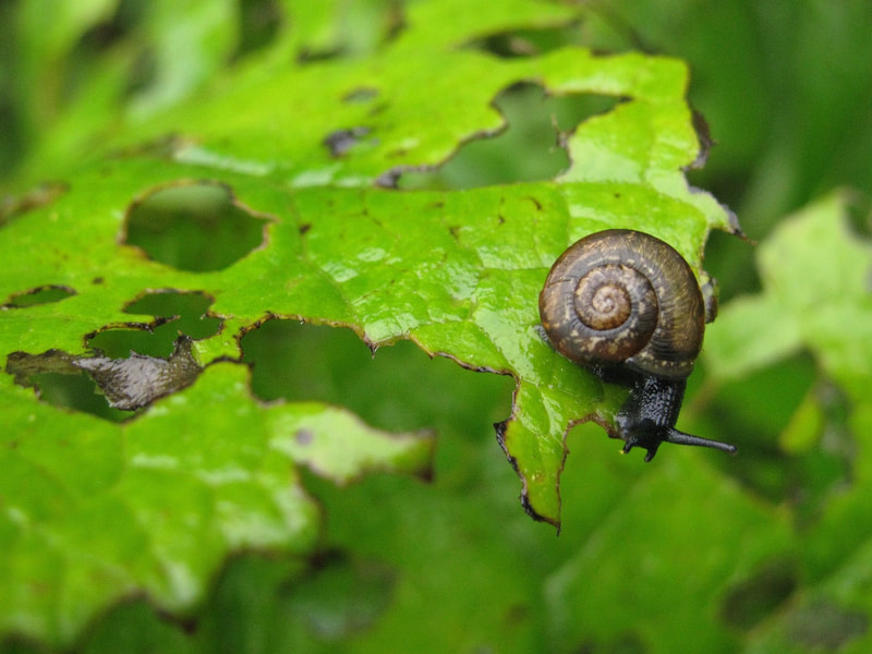 Common Garden Pests