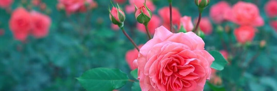 Pruning for Blooming!