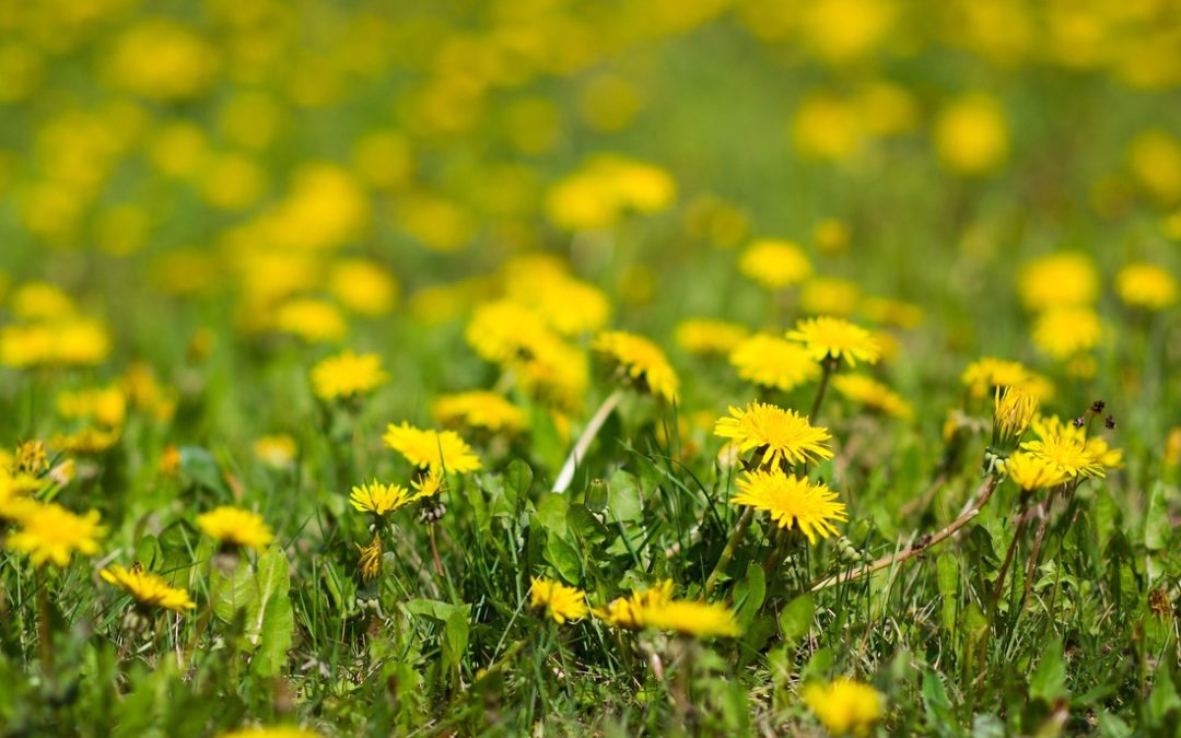 Don’t Get Stuck in the Weeds!