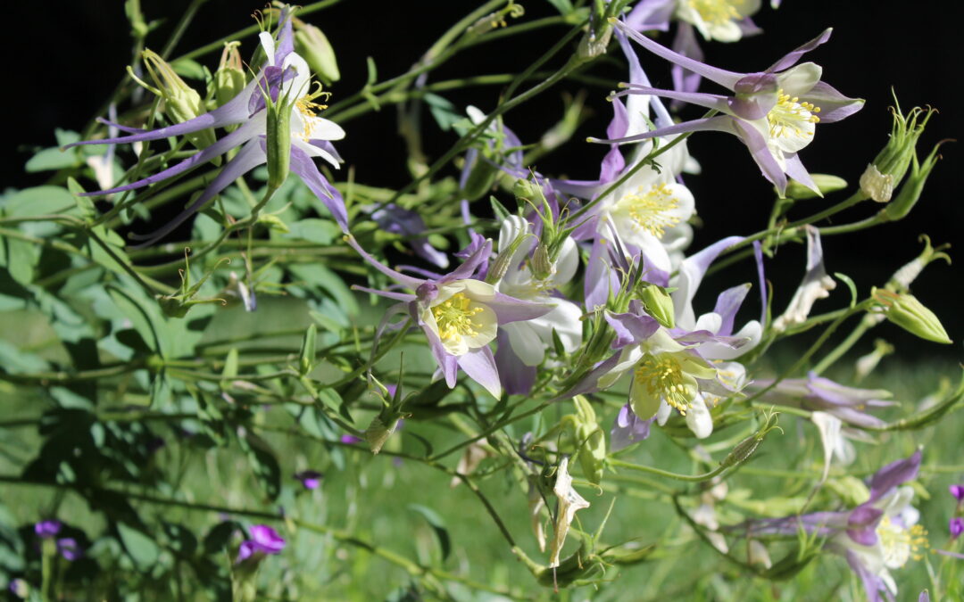 Native Utah Plants to use in a Commercial Property