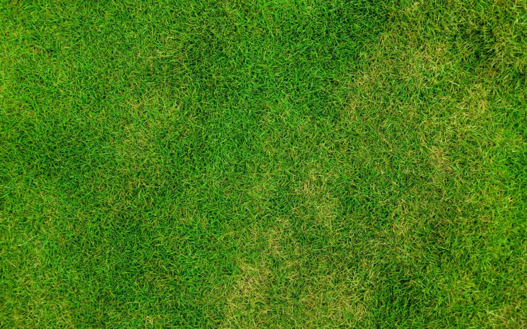 6 Smart Watering Habits