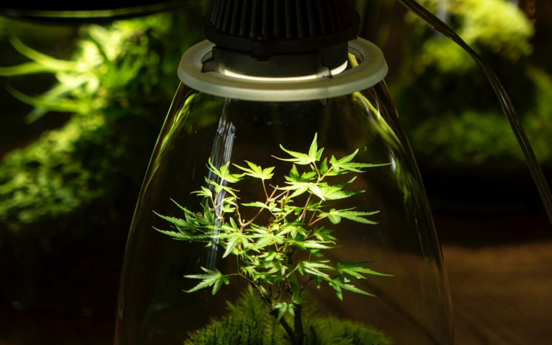 Everything You Need to Know About Grow Lights