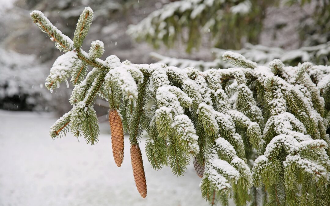 An evergreen pine that looks good year-round in Utah